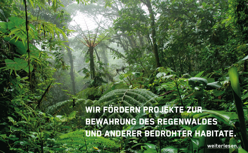 Wir fördern Projekte zur Bewahrung des Regenwaldes